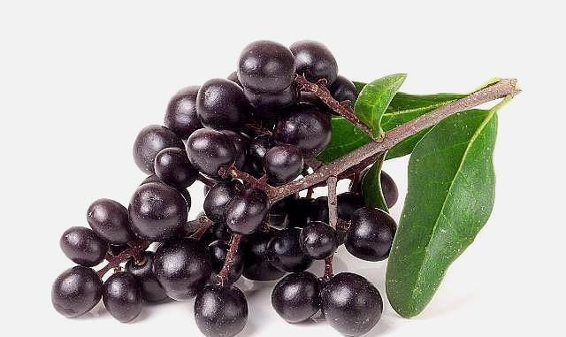 女贞子|有一味不被重视的中药,补肝肾还明目生乌发,与枸杞比哪个好