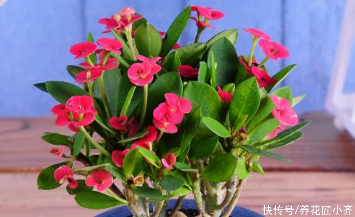 春天5种花，水一大就烂根，干透了再浇，懒人才能养好