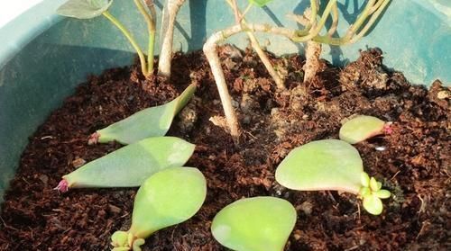 扦插|3种花不用买,叶子丢花盆里,嗖嗖长白根,1盆变10盆