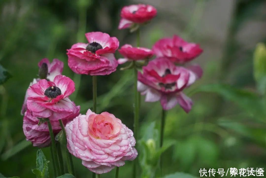 氛围感|养这5种花，实现切花自由，不用别人送