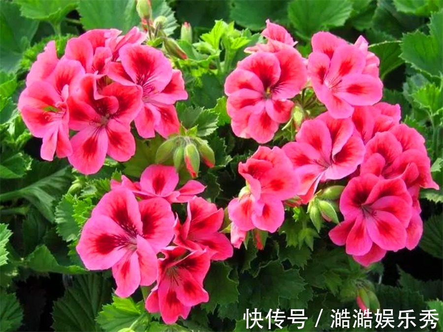 天竺葵怕热度夏难？现在做好5件事，不黑腐根系壮，下波开爆盆