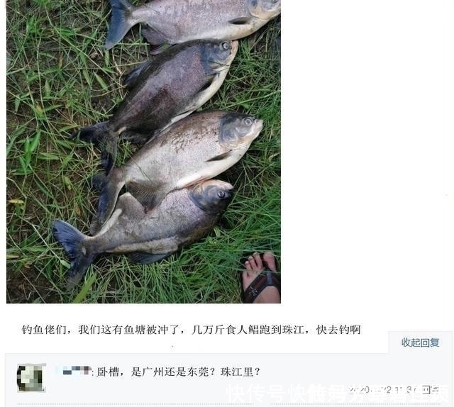 养殖场|珠江入水口,洪水冲来大量“食人鲳”,牙齿尖锐,三五斤一条