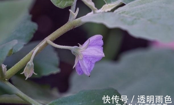 情痴|往后5天，错过花，只为伊人，重启幸福，情痴依旧，白头到永久