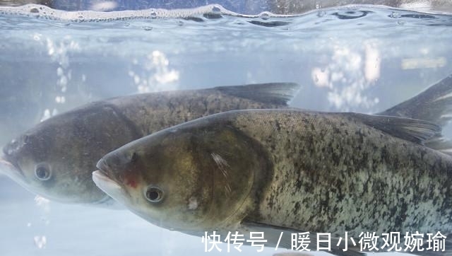 手杆|手杆钓鲢鳙有技巧,掌握好这5点,这个夏天过足瘾