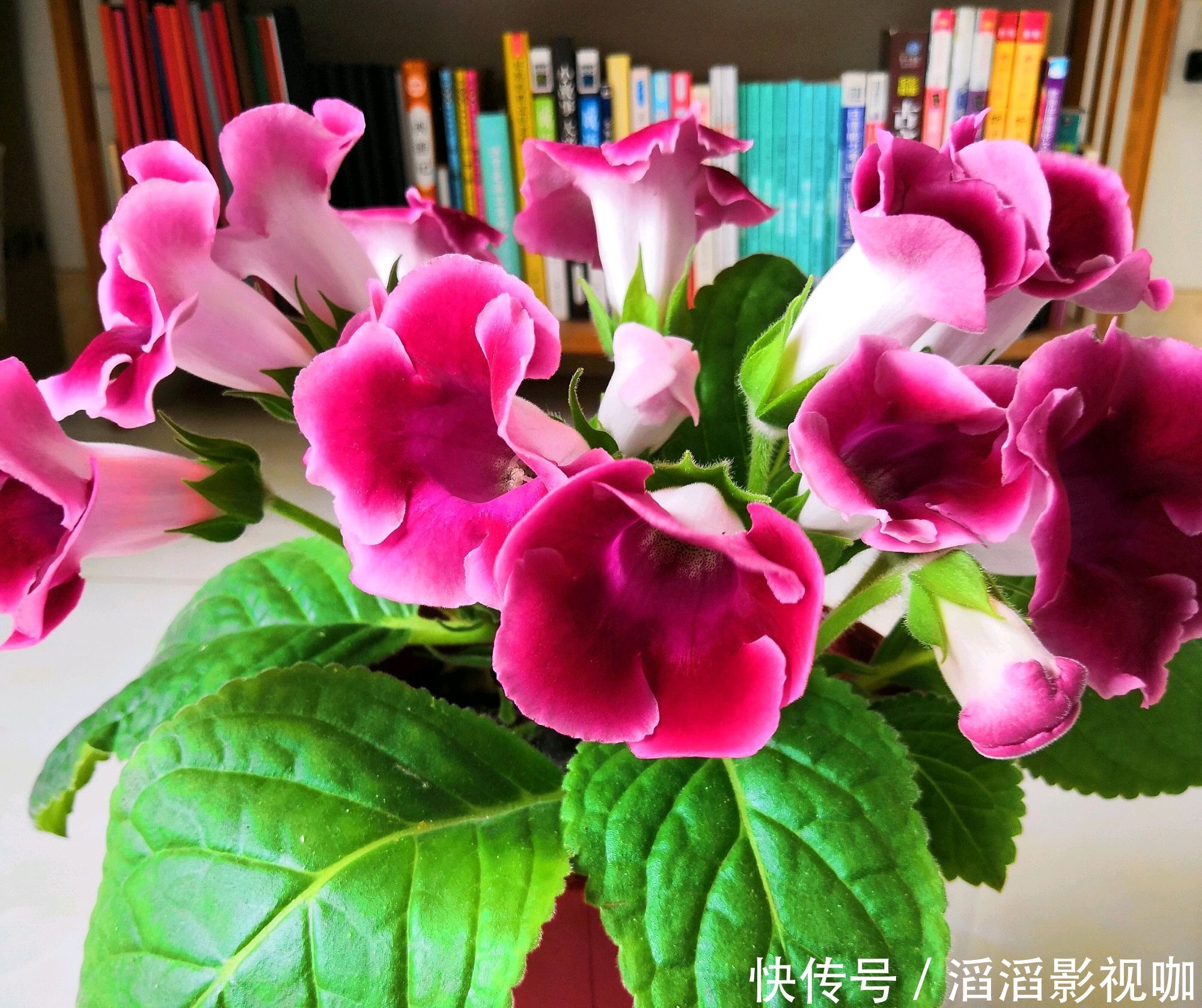 爆盆|大岩桐扦插生根不发芽只需换个位置,快速抽枝发芽,开花赛牡丹