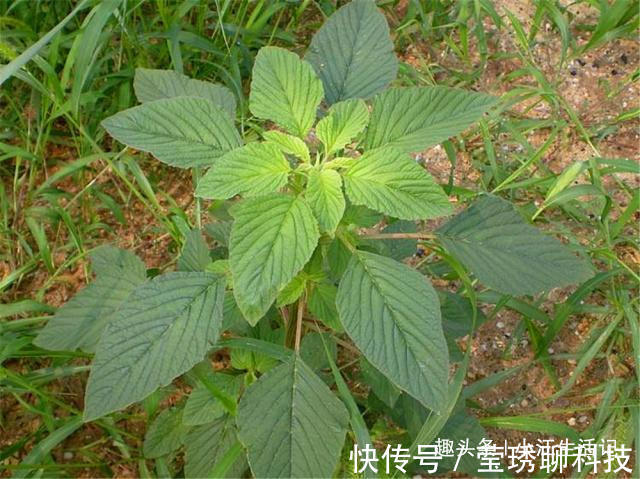 农村|农村一种会“流血”的野菜,钙、铁含量极高,治肠炎,提高免疫力