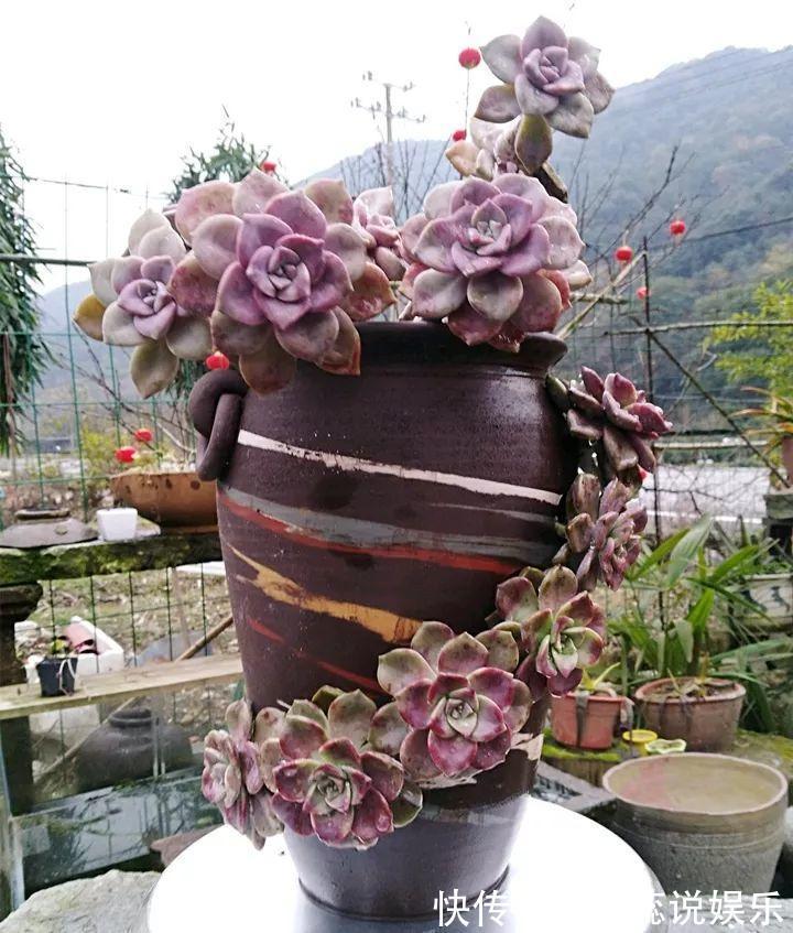 坛子|他用菜坛子种多肉，1分不花，呼呼长成“大米饭”！