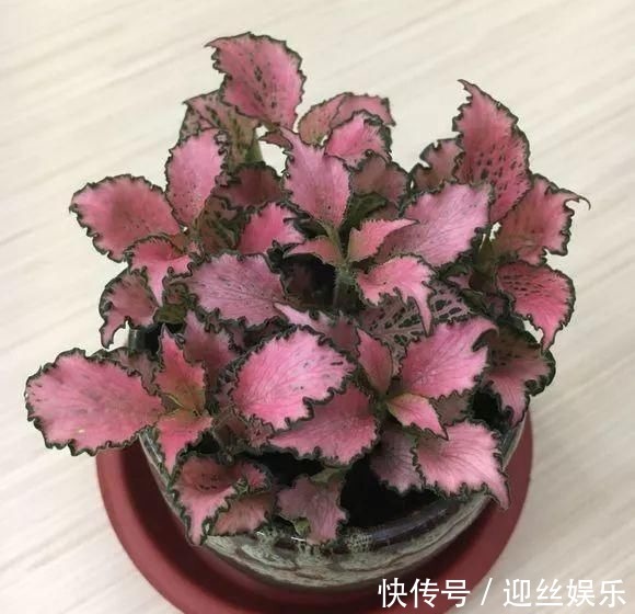 她家从不养绿萝,就养4种“颜值花”,叶子比花还好看