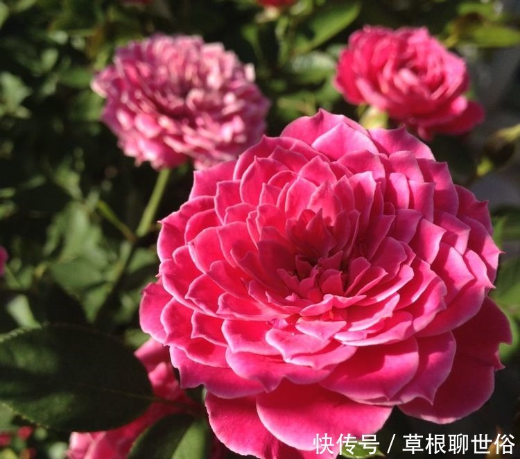 喜欢菊花,不如养这几款花卉,开花勤还爱爆盆,天天都赏花