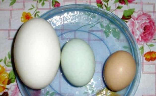 胎毒|孕期吃鹅蛋有用吗?若你还没到怀孕8个月,看完或许更受益!