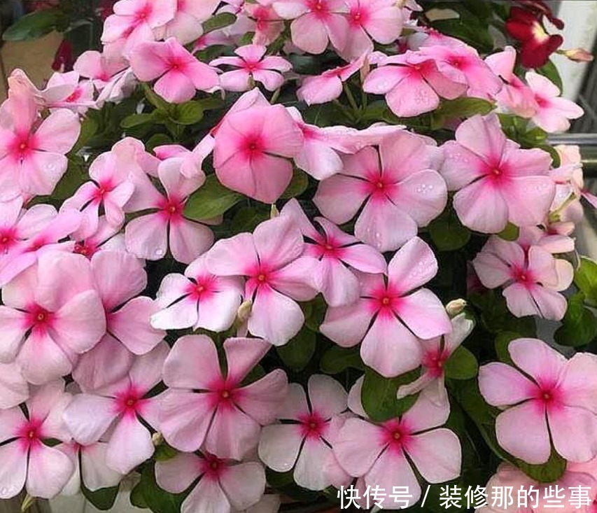 4种花自带财运,好养易活不招虫,一点散光就能蹭蹭长