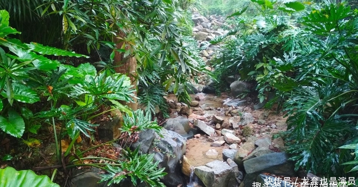 学会了这些养护上的事,养了20年的滴水观音,终于开花结果了