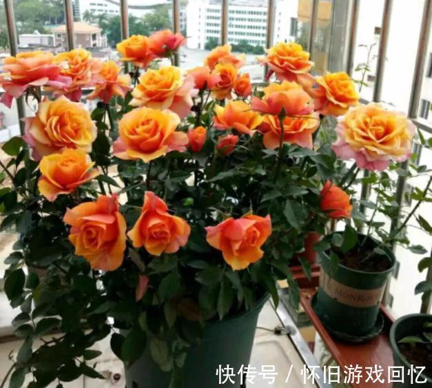 此花香味浓郁颜值高，一年到头有花赏，专为阳台而生，适合新手