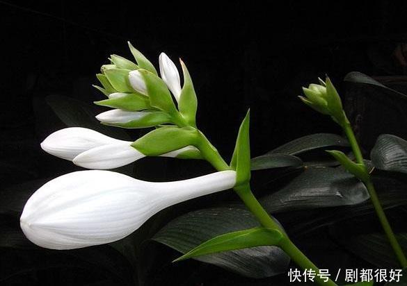 适宜于壤土中种植的植物