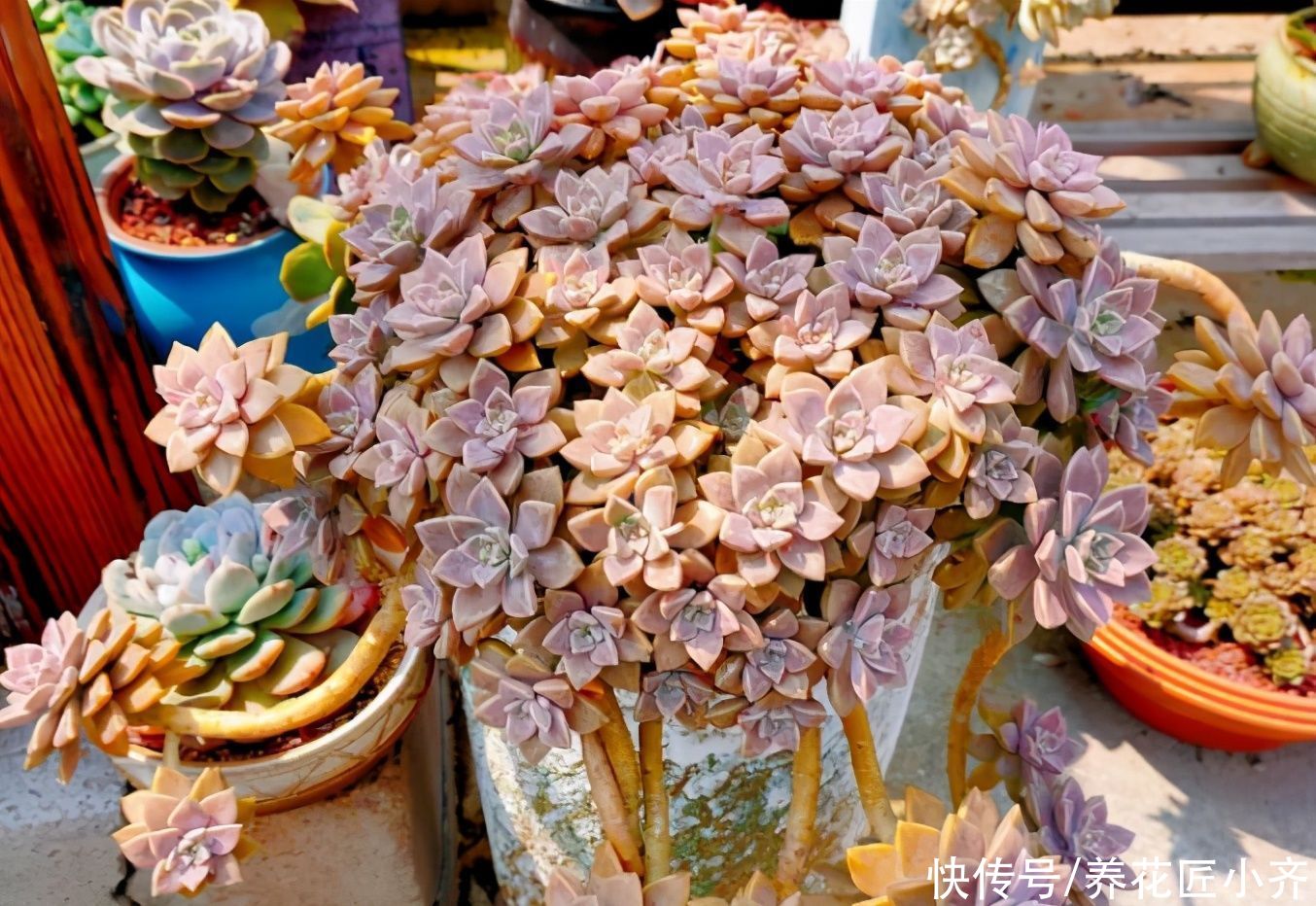 颜色|秋天多肉“不上色”，别盲目操作，用对方法，颜色美丽状态足