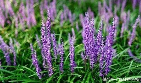 惊喜|这3种花不开花像野草，很多人都以为是野韭菜，开花后令人惊喜