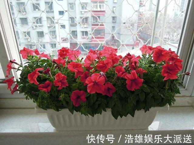 杀手|养花“坏毛病”改掉！小心啥也养不成，变成养花“杀手”