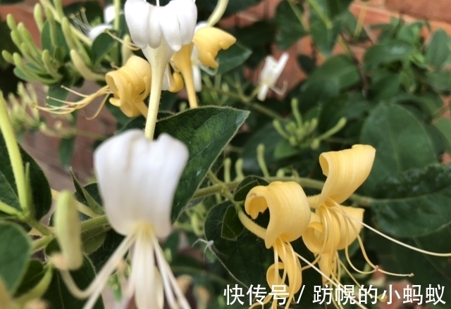 农历9月初5寒露后,养什么花?以下3种花,幸福如意万事胜意