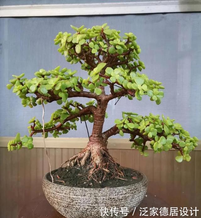 微酸性|金枝玉叶黄叶掉叶,掌握一招,叶绿花繁,颜值高