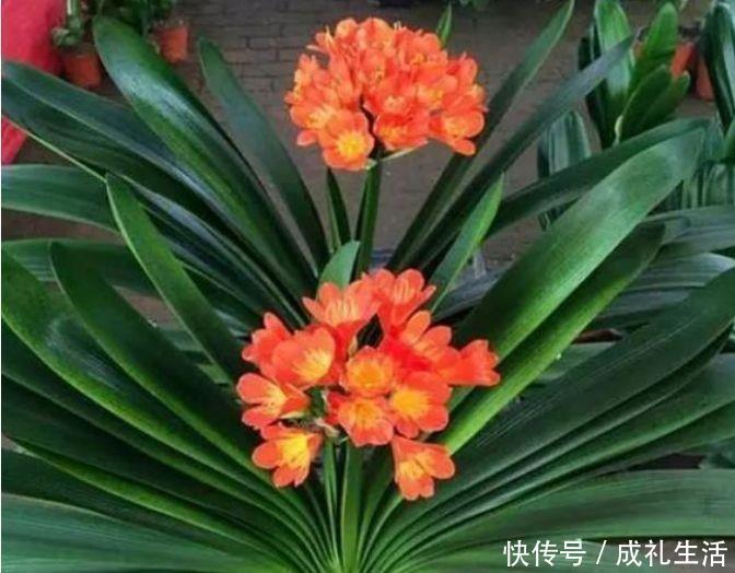 沙漠玫瑰沙漠玫瑰|5种花懒人花，好养易活不易生病，有阳光就爆盆