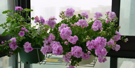 阿司匹林|花儿根系长不好?可以喂点“壮根水”,15天用一次,长出萝卜根