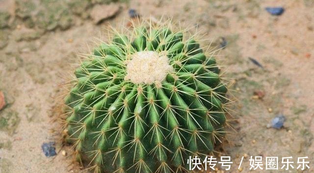 养分|仙人球养得个头可真大,开花硕大又美艳,养护的功夫不能丢!