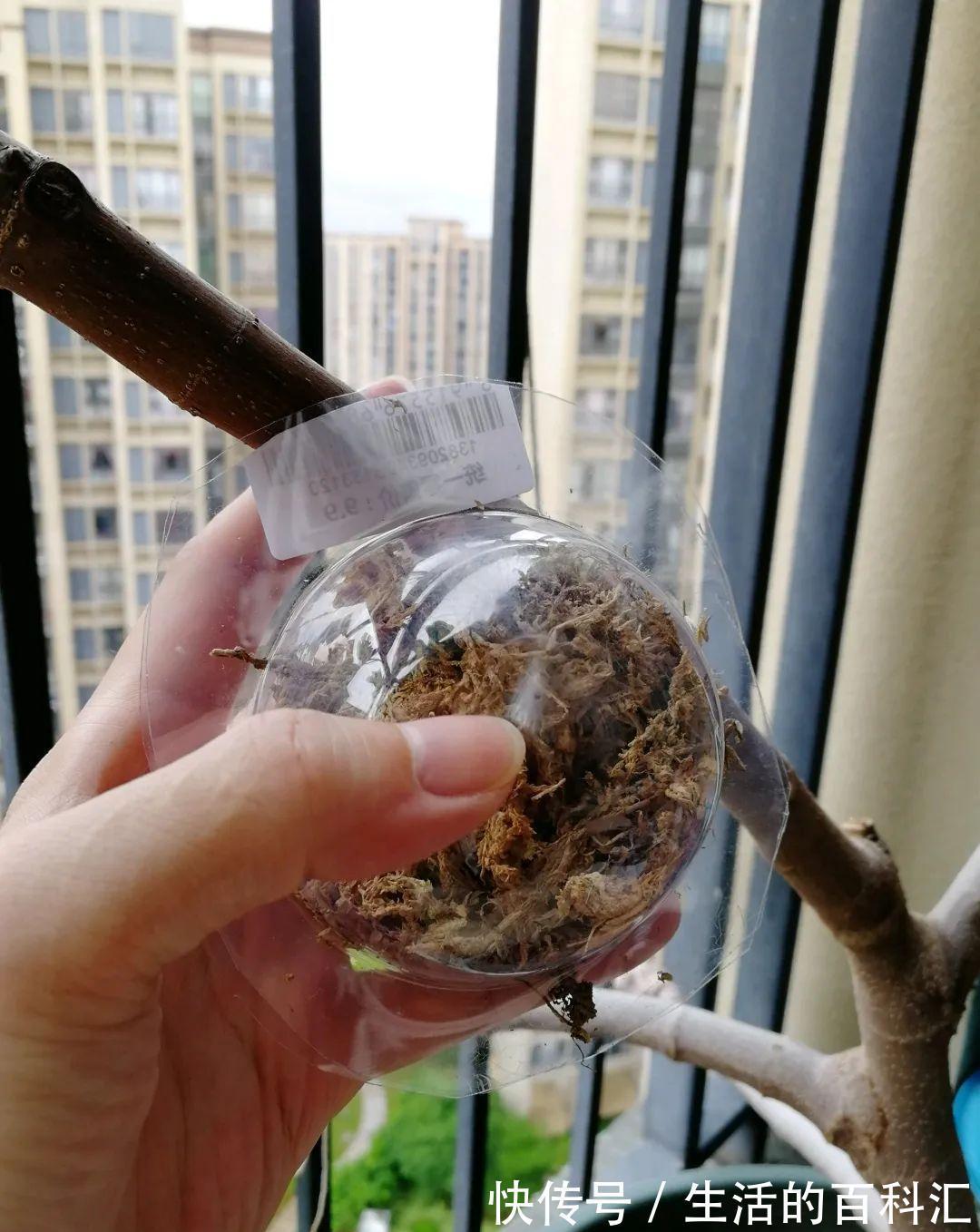 这花不用扦插，枝条套个塑料袋，大白根呼呼冒养花大全昨天