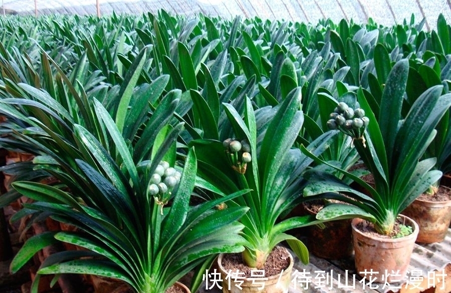 浇水|君子兰用什么样的水好?谨记“3浇1不浇”,选对水质,想不旺也难