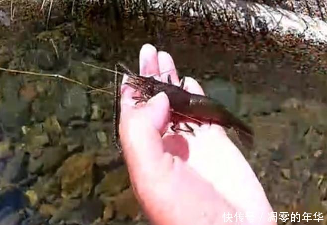 发现|男子在小溪里钓鱼,发现石缝下有动静,真实样子使男子惊喜不已