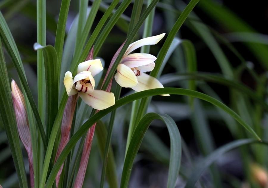 阳台上|为春兰促花,做到这几点,花香满屋