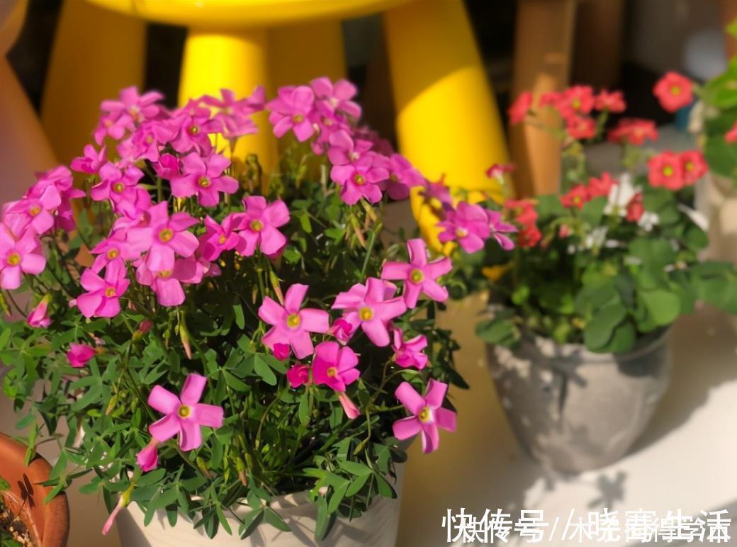 发酵|想要花儿长的好,有4种土,扔掉也别用,特别是新手要谨慎使用