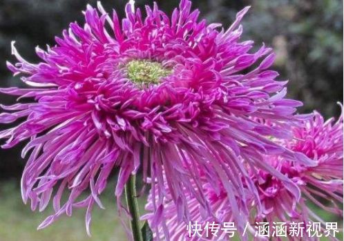 野性|喜欢菊花，不如养盆“菊中精品”硫华菊，花开野性美，爆成菊花海