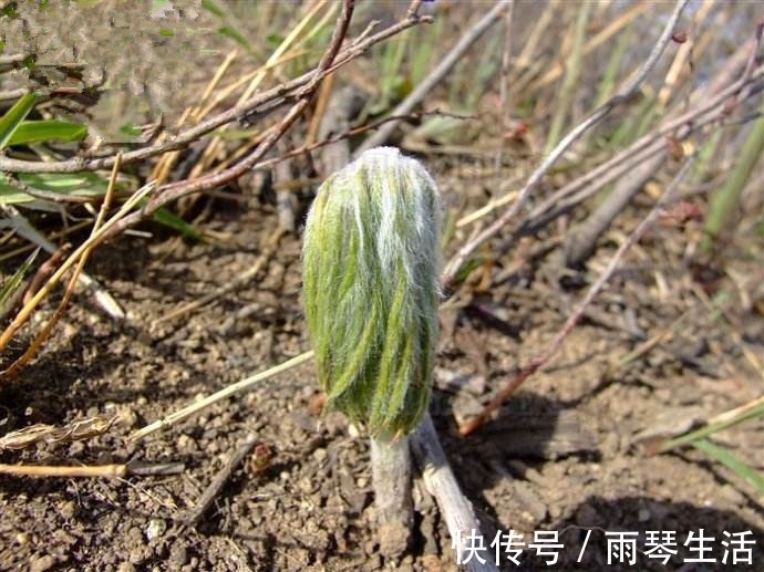 兔儿|农村路边的野草,人称“小鬼伞”,殊不知价值珍贵,遇见请珍惜