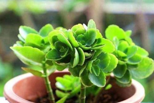 植株|什么花都养不好,就养2种花,开花漂亮,养护简单