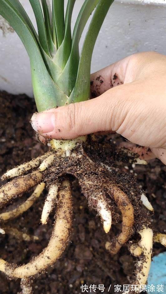 秋天|秋天别忘给君子兰换一次盆,根系壮实,叶子更多,花大色艳