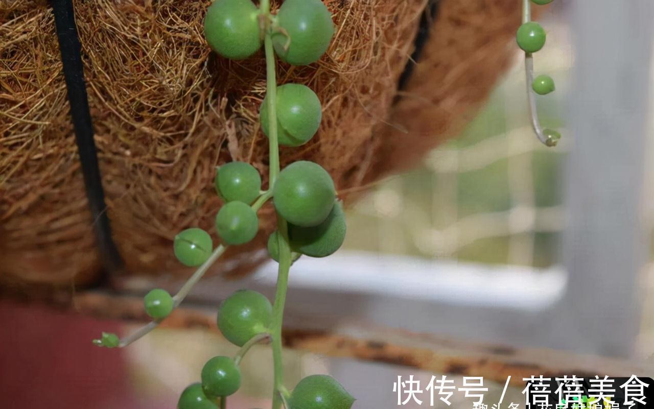 家居空间小没地方养花?16种适合吊养的花,小空间养花的必备良品