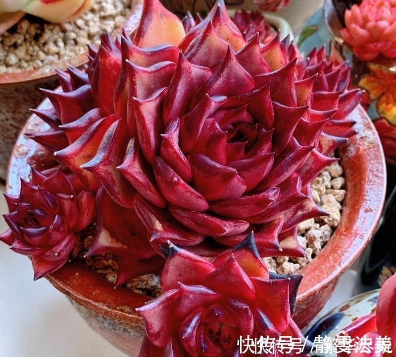 休眠|夏天多肉千万别暴晒，除非看了这篇文章，不然多肉化水了