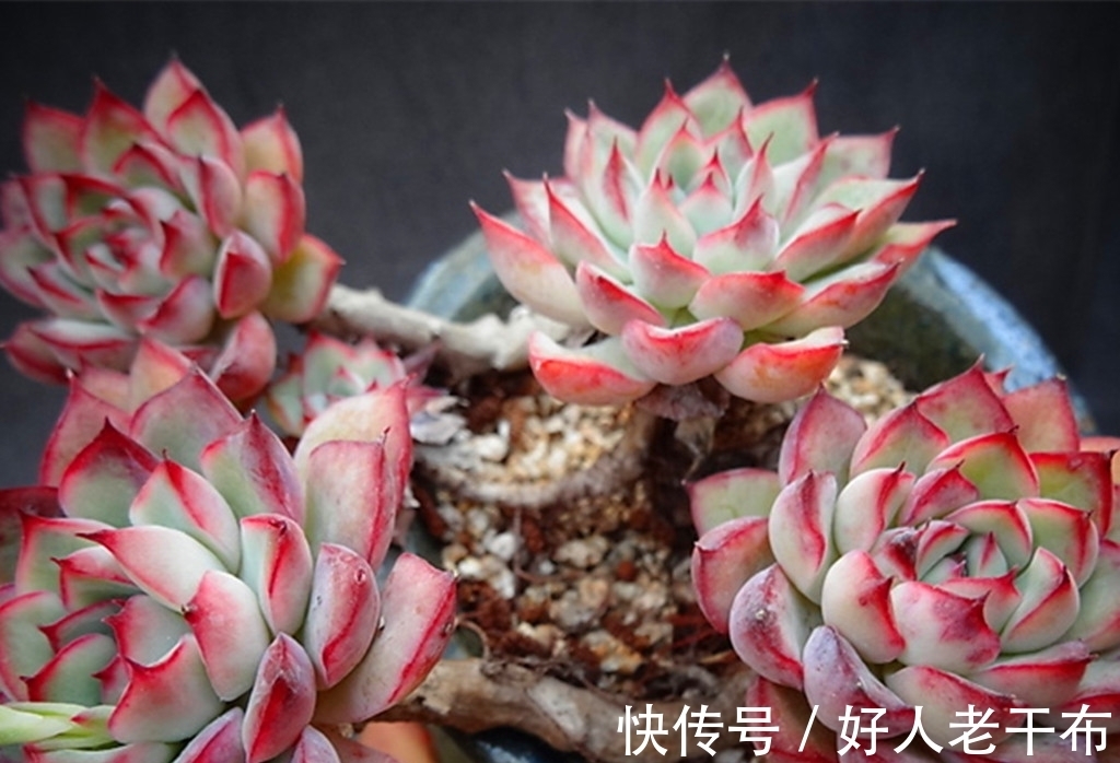 看到5种多肉,仿佛置身优美景色之中,满目都是美不胜收