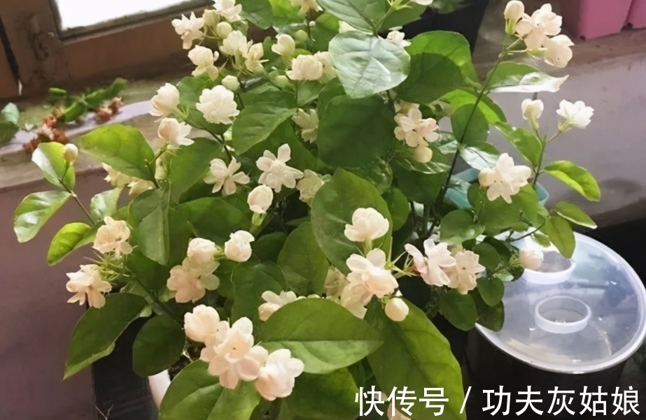 冬日给盆栽补水使用哪些溶液效果更好?这2样均比自来水合适阿