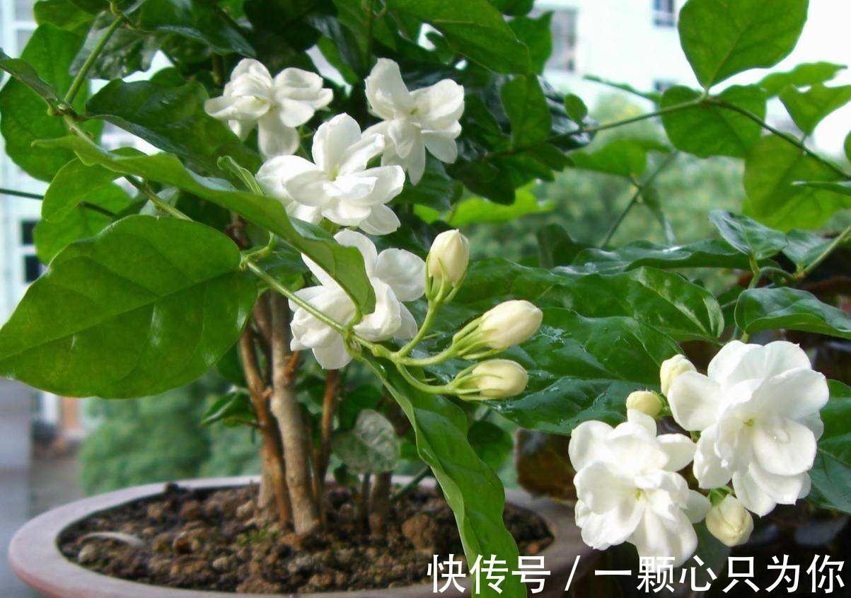 秋天养茉莉，3个“要点”要牢记，不然黄叶，落叶子，拖拉一米长