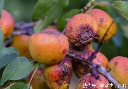 种野果子|北方的传统美食,在树上风干才有人吃,味道甘甜,城里一斤60元!