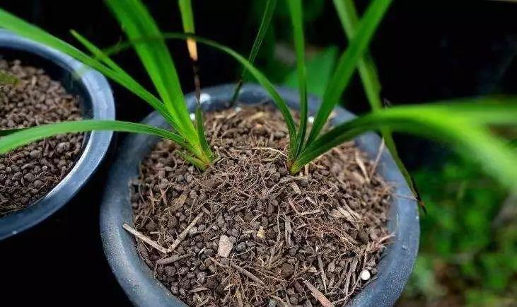 兰花上盆,5个窍门细节做足,根系深,花箭窜,兰花多又香