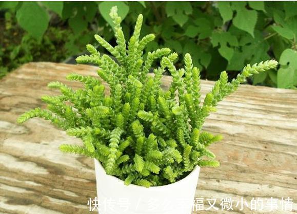 颜值|4种清新喜人的多肉植物,颜值高好养护,适合女生养!