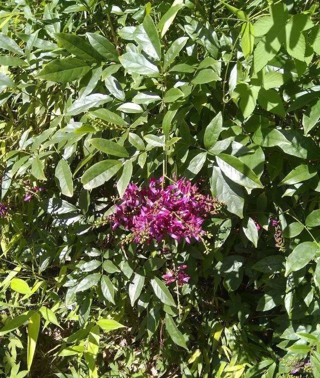 藤木|一味鸡血藤，治病大功效！6大顶级妙用法，6种病症一扫而光！