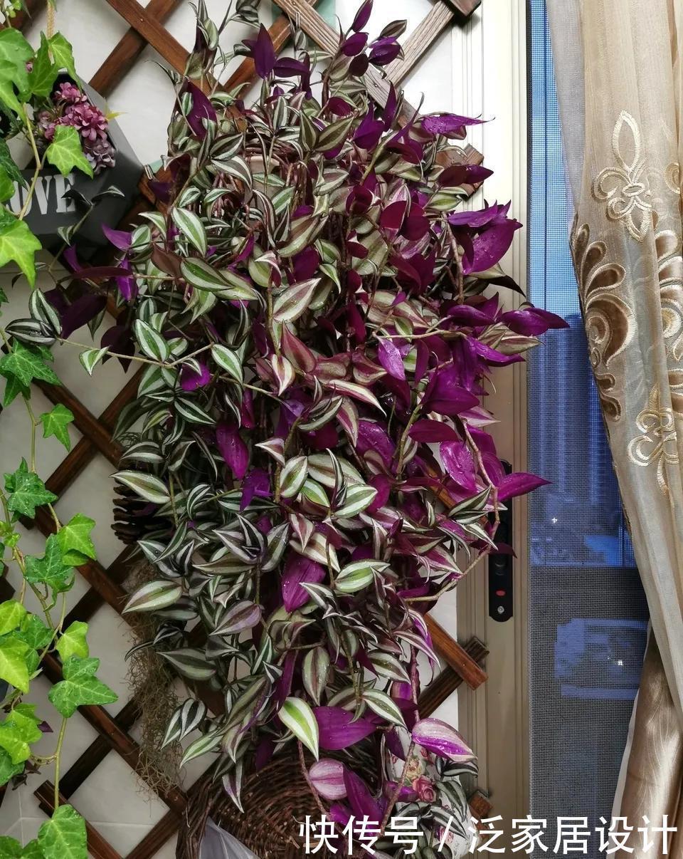 养花位置不够了?养这“6种”可以吊起来养的花,好看又不占地方