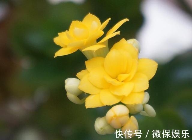 花盆|养殖长寿花,喂点“肥料”,一个月后就会很快“爆盆”