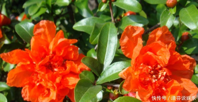 月季|新手养花,就养花开红似火,比月季好养的花卉,开的喜庆!