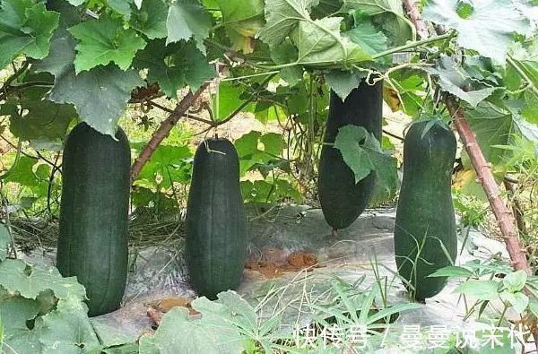 健美|秋冬进补要吃此瓜，抗癌、降脂降压，有益健康的优质食物！