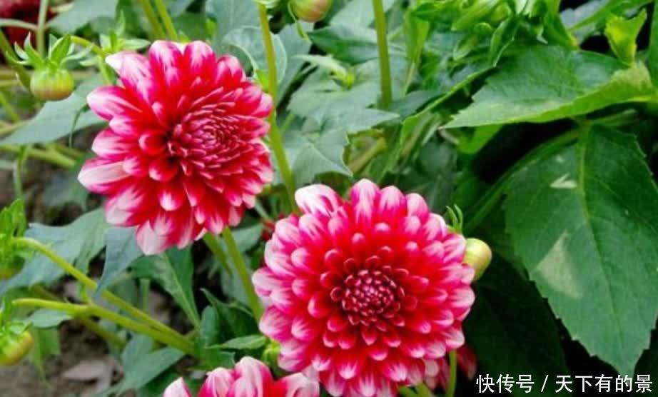 3月栽种大丽花,植株长得旺盛,夏天开满大花团