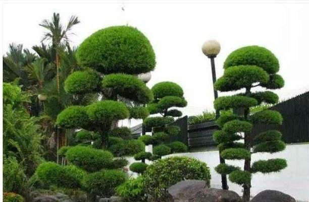 枝繁叶茂|乡下村长家门口有棵“镇宅树”，几波盆景人想买，怎么说都不肯卖